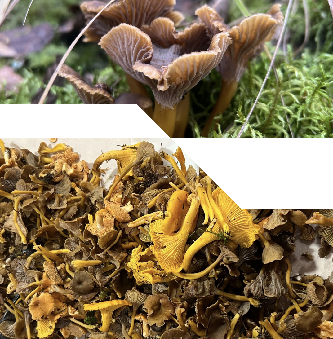 Embeddings and Mushrooms: Another Way of Finding Fungi
